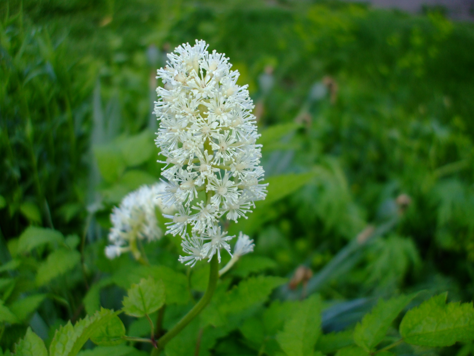 Actaea pachypoda